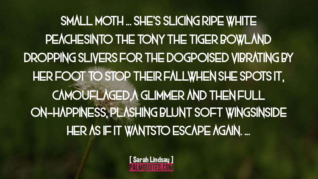 The Moth Flame quotes by Sarah Lindsay