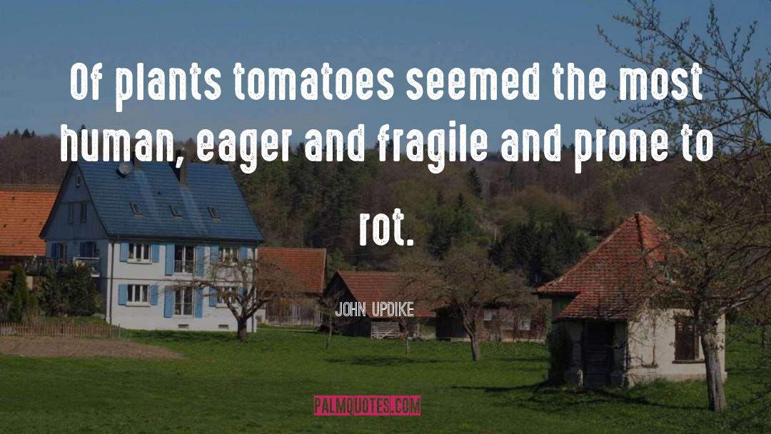 Tomatoes quotes by John Updike