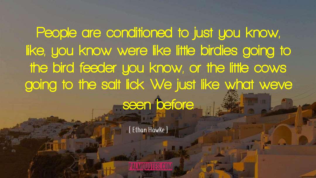 Trabucco Feeder quotes by Ethan Hawke