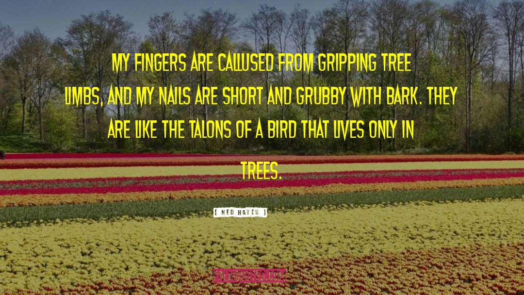 Tree Limbs quotes by Ned Hayes