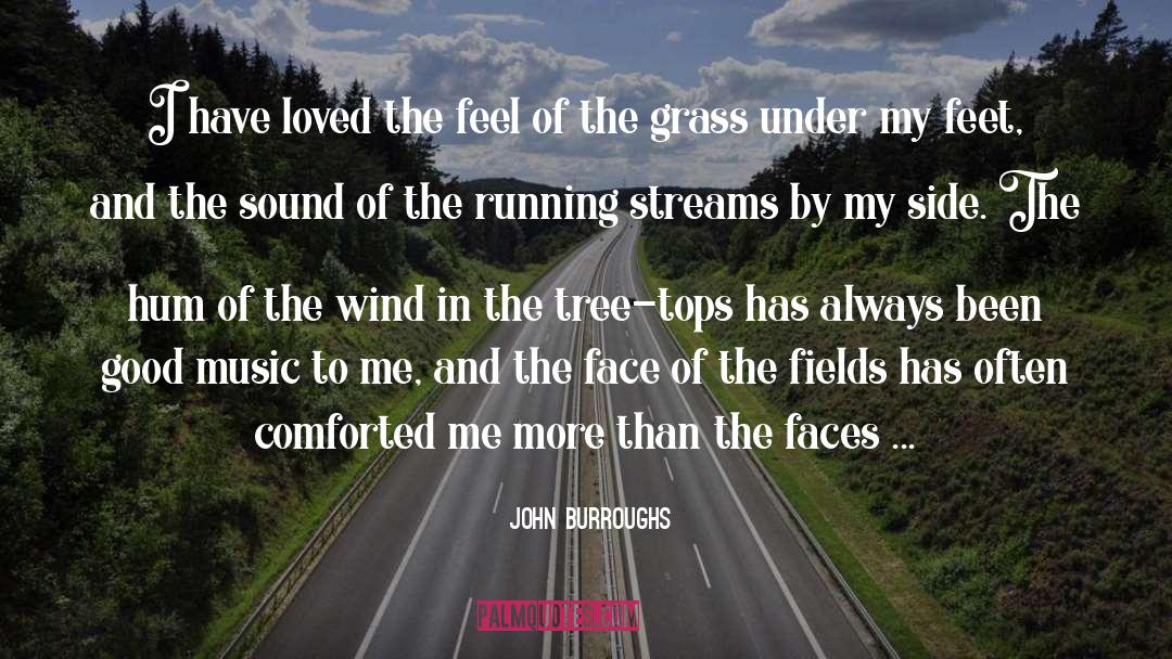 Tree Tops quotes by John Burroughs