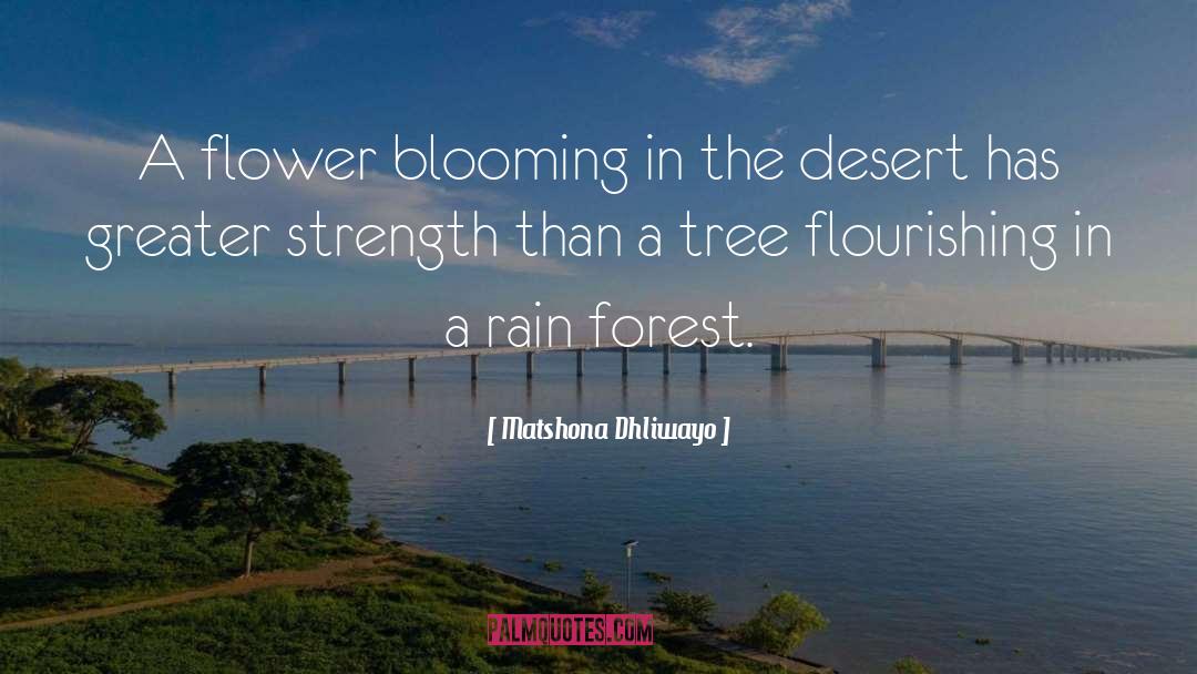 Trees Forest quotes by Matshona Dhliwayo