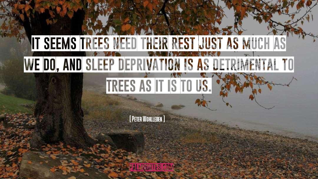 Trees quotes by Peter Wohlleben