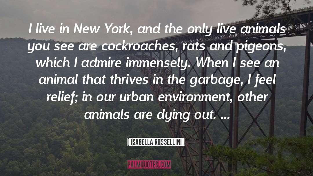 Urban Environment quotes by Isabella Rossellini