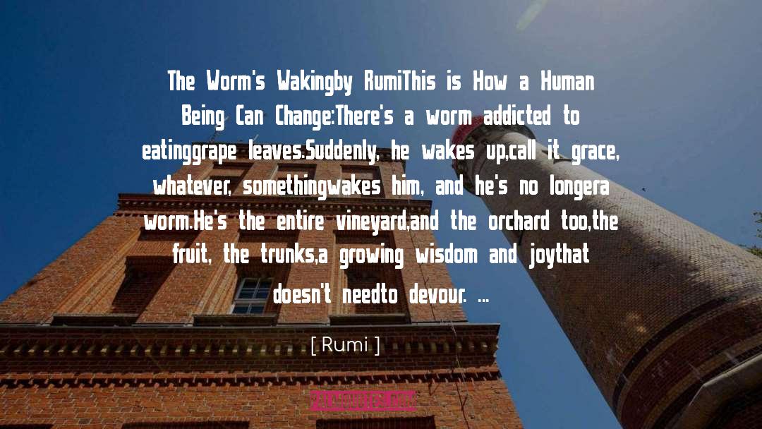 Vineyard quotes by Rumi