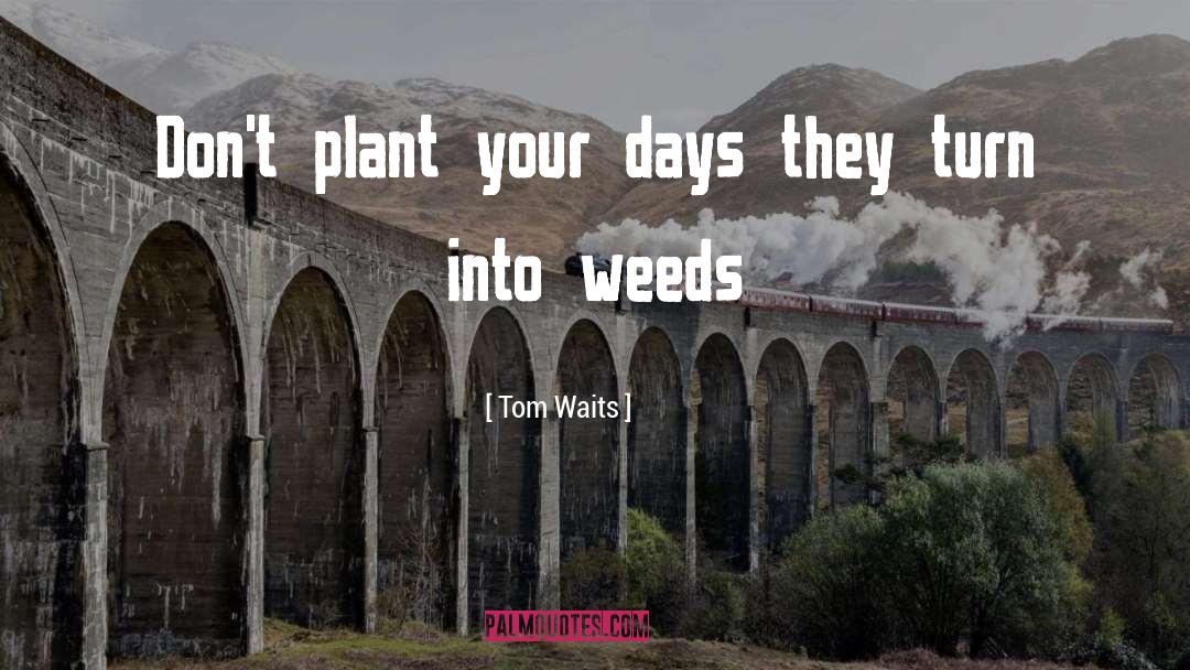 Weed quotes by Tom Waits