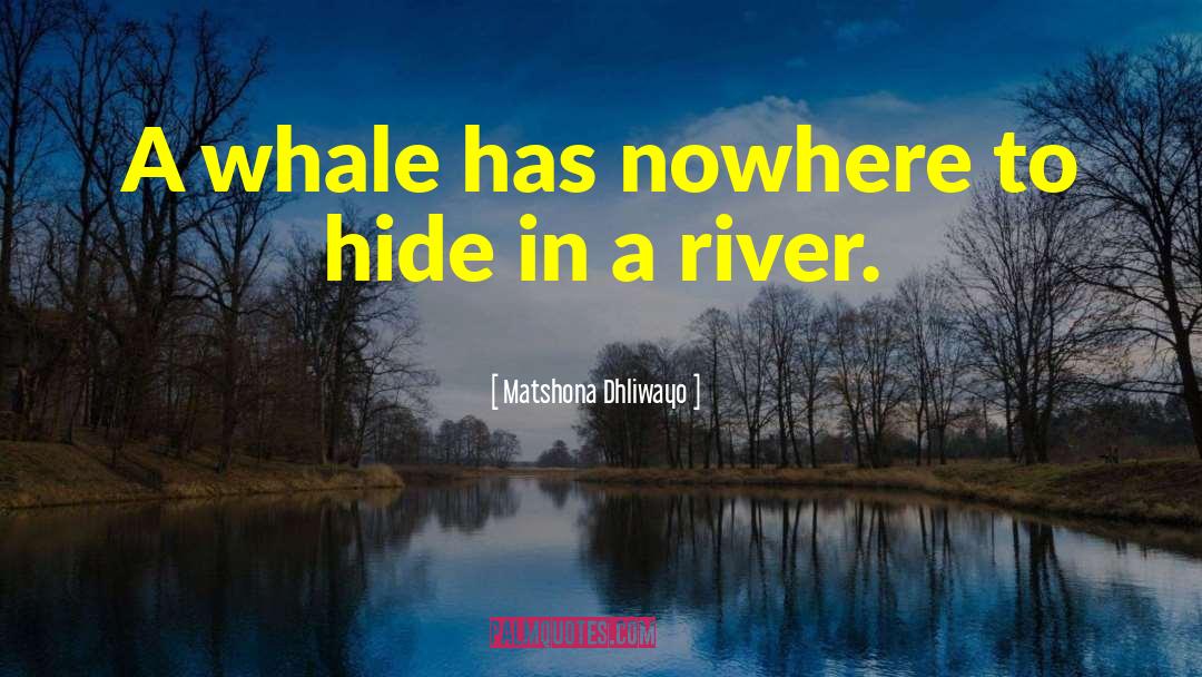 Whale quotes by Matshona Dhliwayo