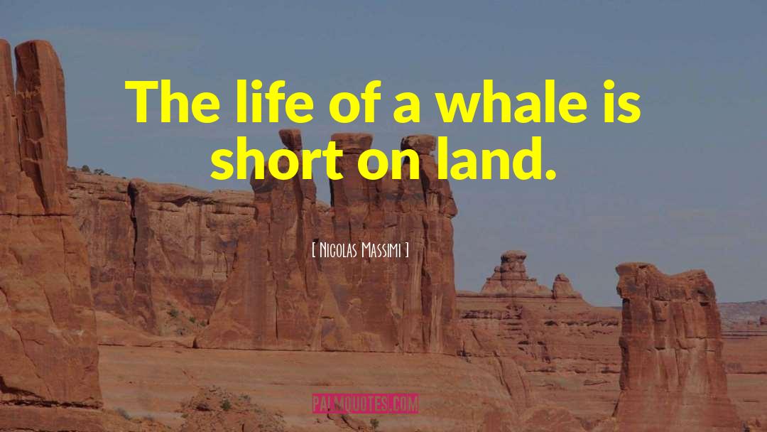 Whale quotes by Nicolas Massimi