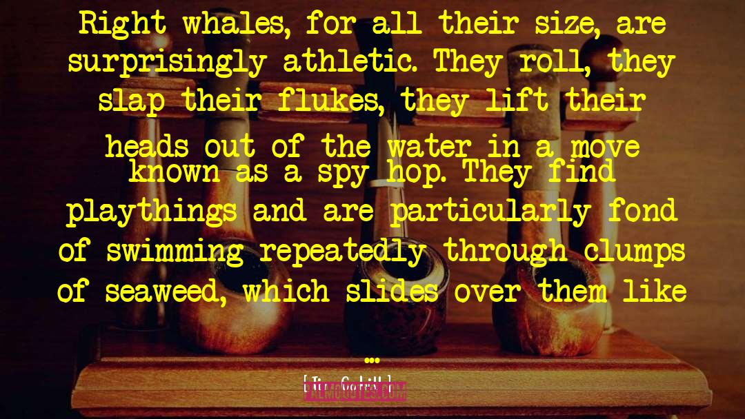 Whales quotes by Tim Cahill