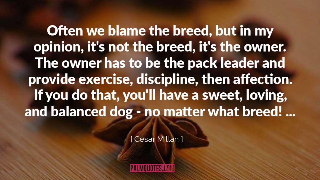 What Ifs quotes by Cesar Millan