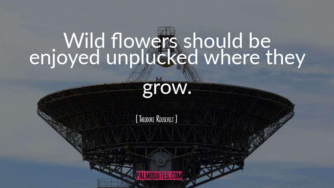 Wild Flowers quotes by Theodore Roosevelt