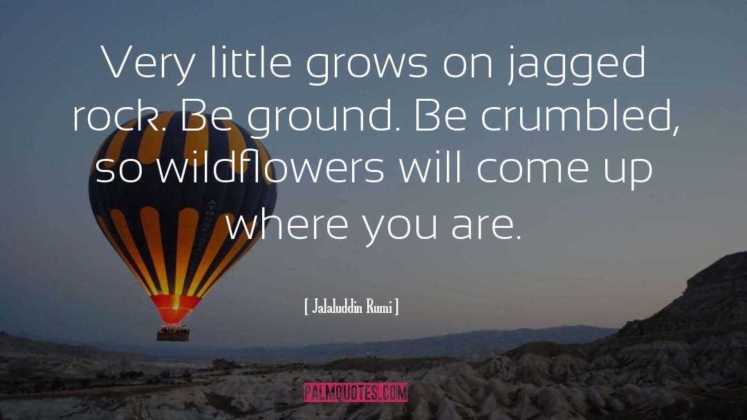 Wildflowers quotes by Jalaluddin Rumi