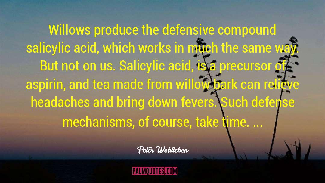 Willow quotes by Peter Wohlleben