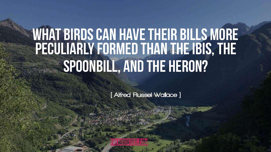 Wurdemanns Heron quotes by Alfred Russel Wallace